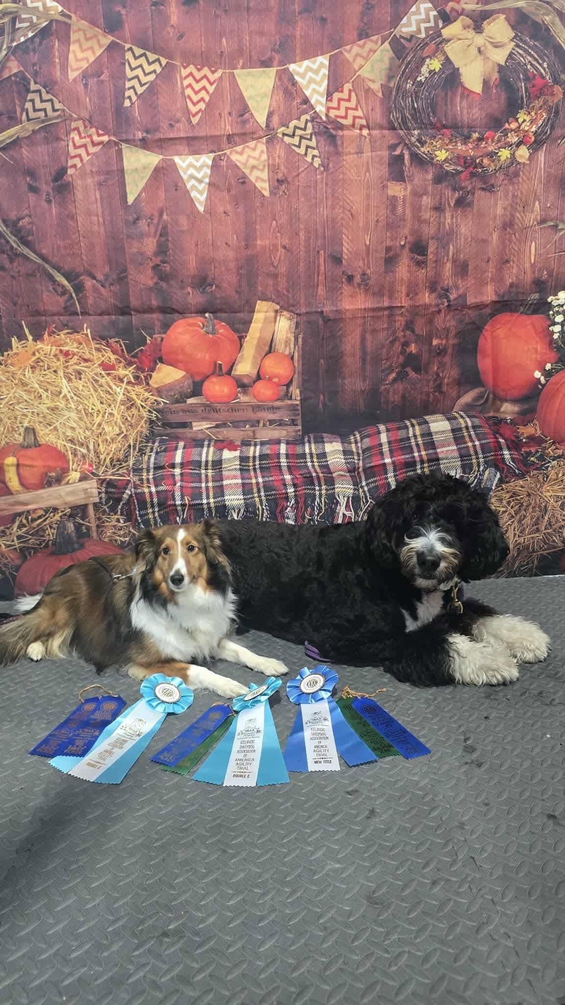 Two dogs resting beside a collection of agility award ribbons