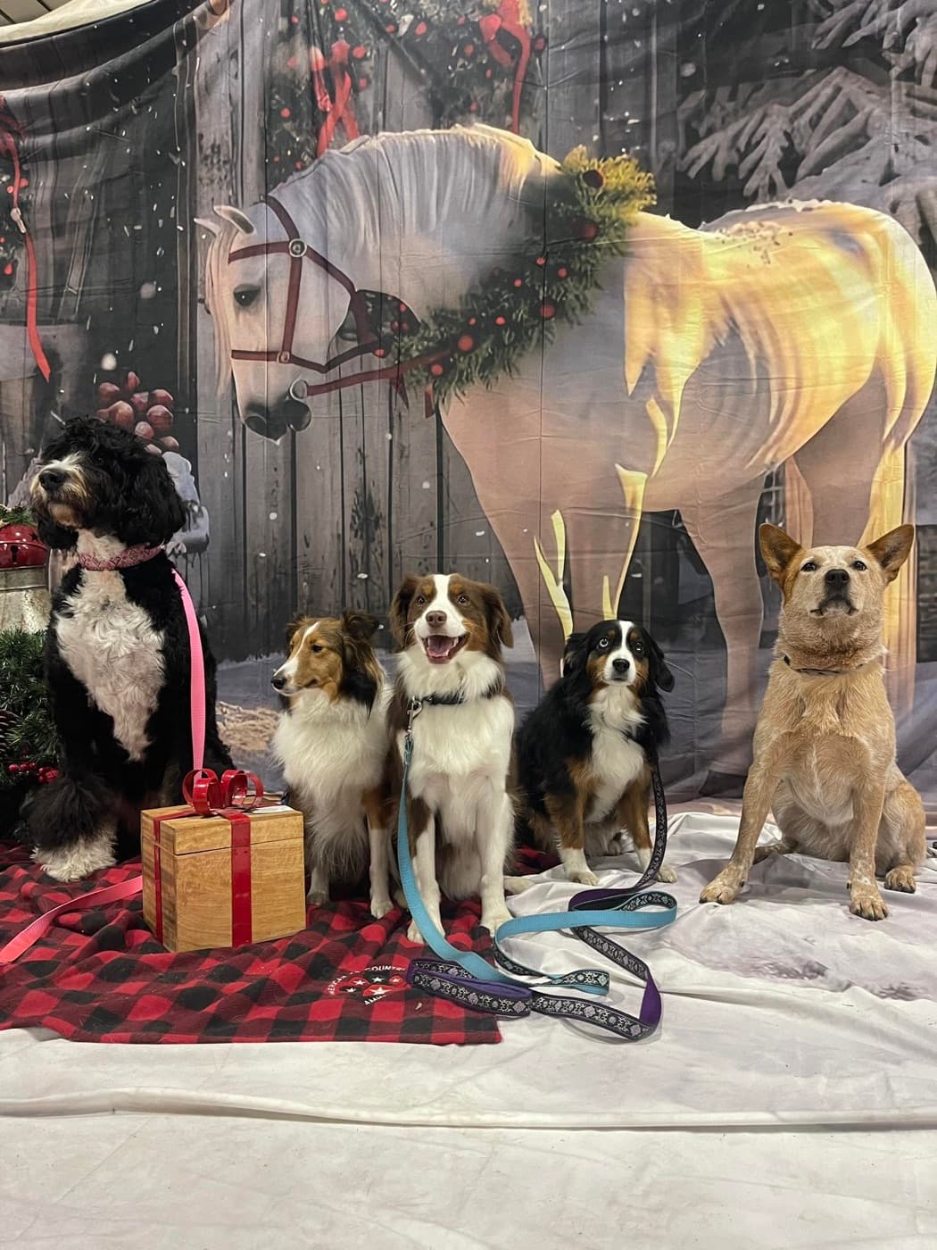 Five Agility Playhouse dogs posing together for a holiday portrait