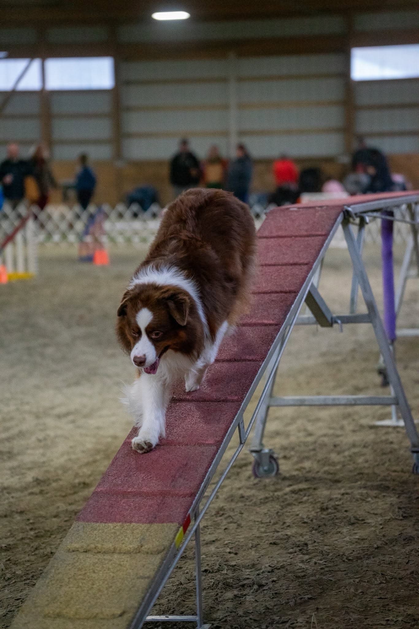 Australian Shepherd walking down an A-frame inside the Rochester horse arena