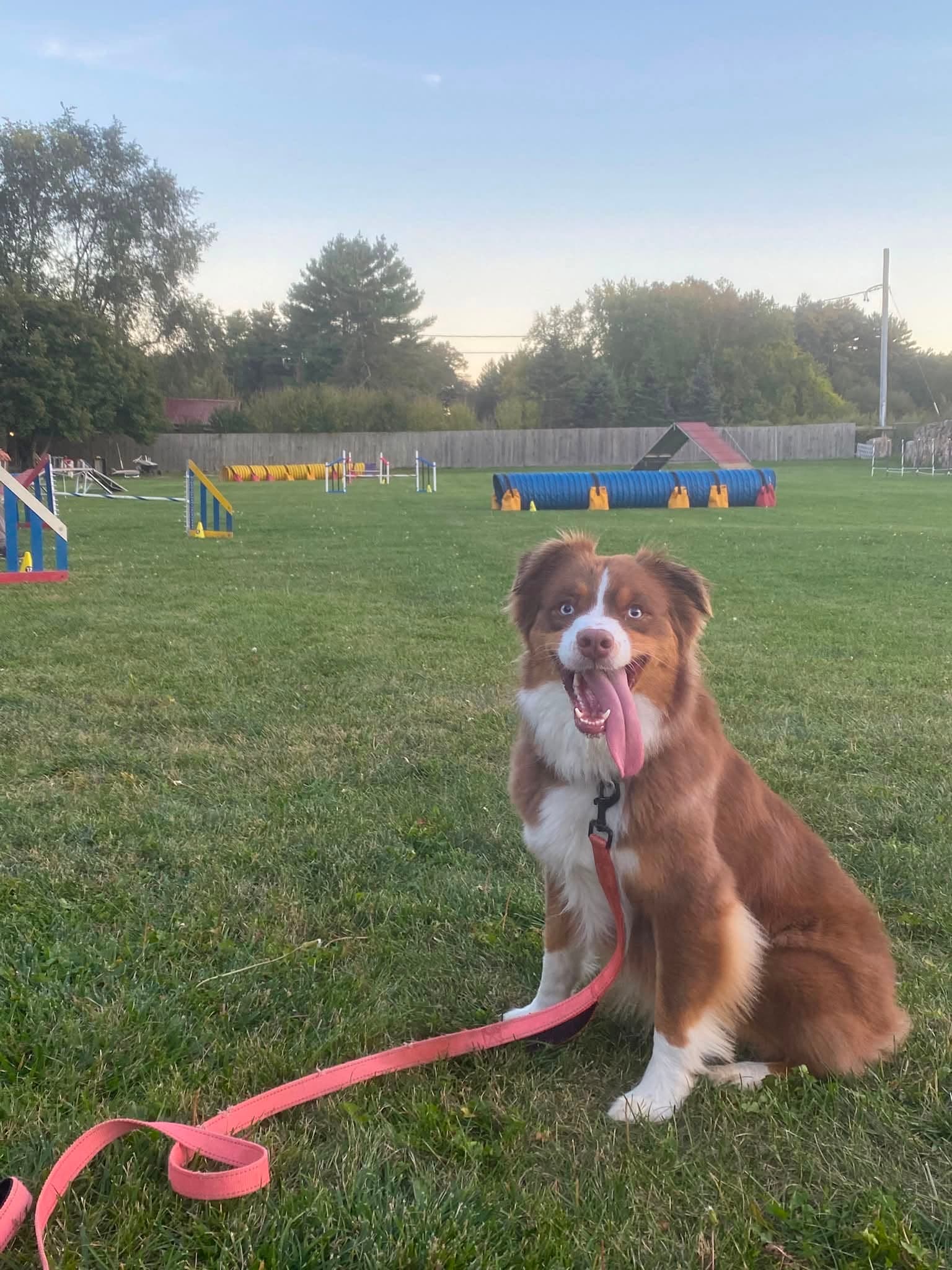 Australian Shepherd resting beside a fully set outdoor agility field