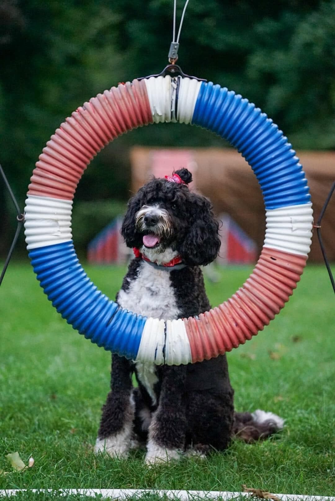 Happy black and white dog sitting inside an agility tire outdoors