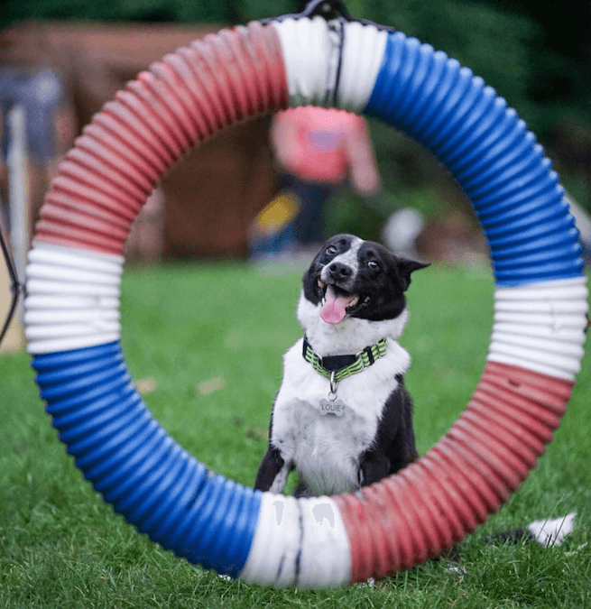 A Border Collie sitting inside a red, white, and blue agility tire jump