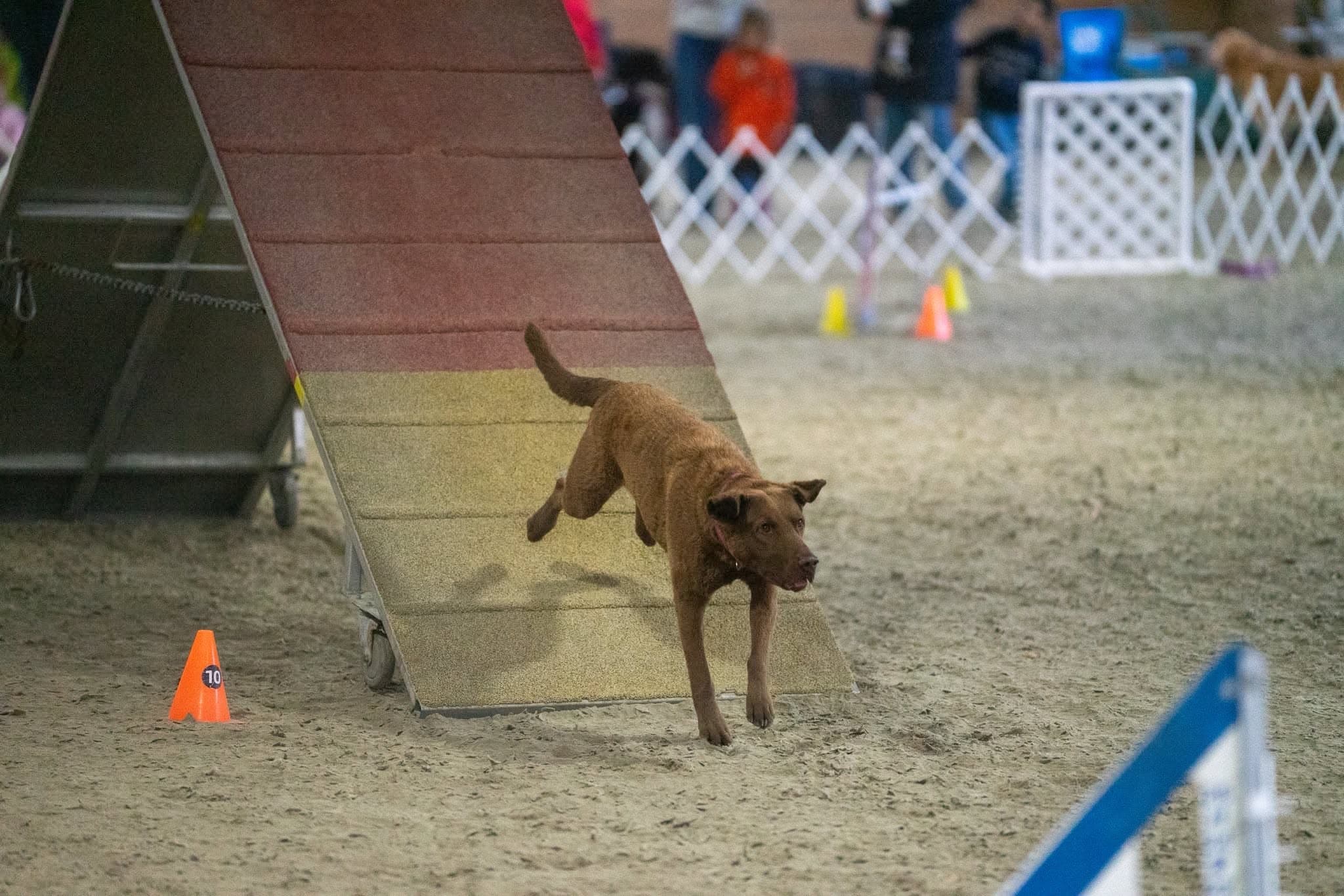 Athletic brown dog running down an indoor agility A-frame