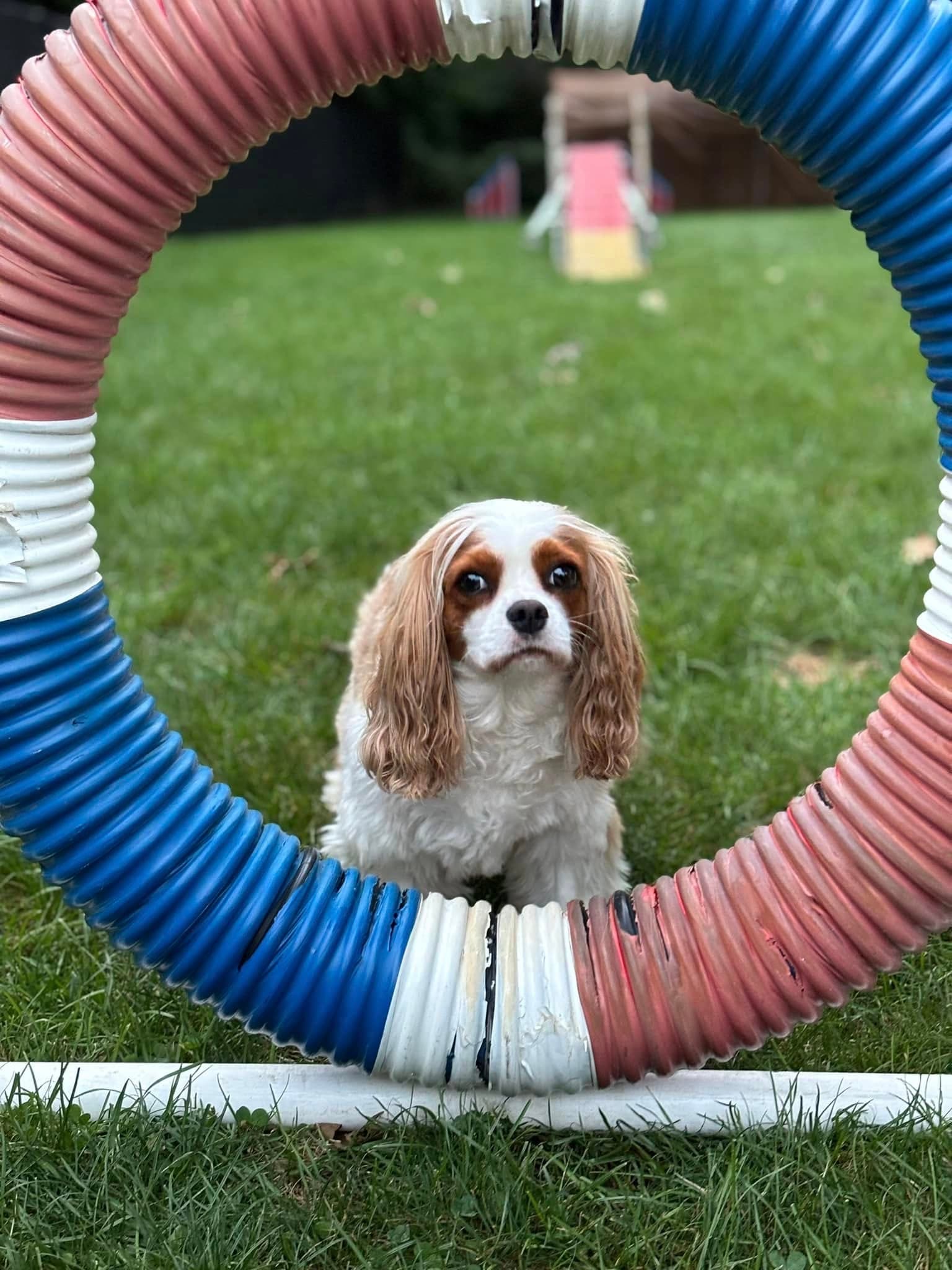 Cavalier King Charles Spaniel framed by an agility tire on grass in Acushnet