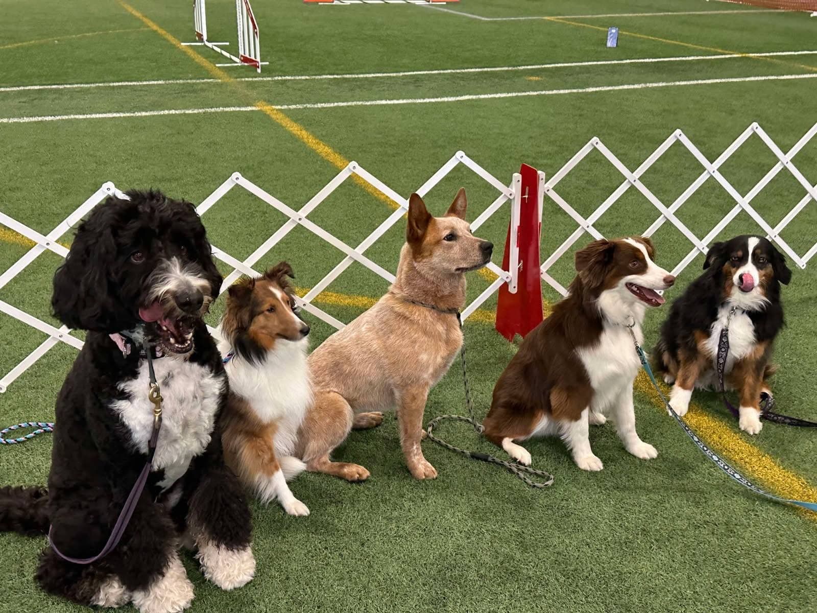 Five dogs sitting together beside an agility ring