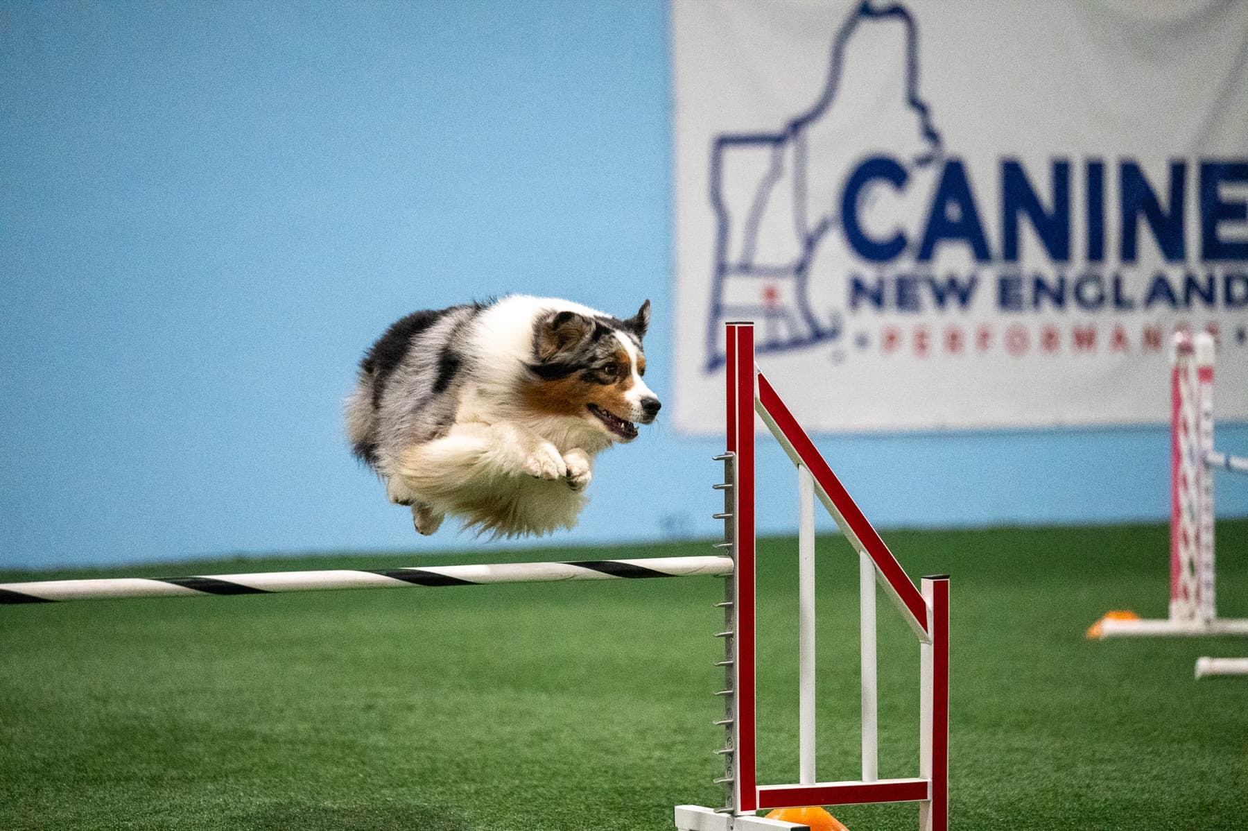 Dog clearing an agility jump near New Bedford, Massachusetts
