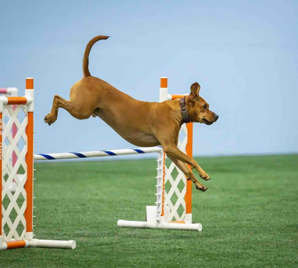 Athletic dog clearing a jump during an indoor agility trial