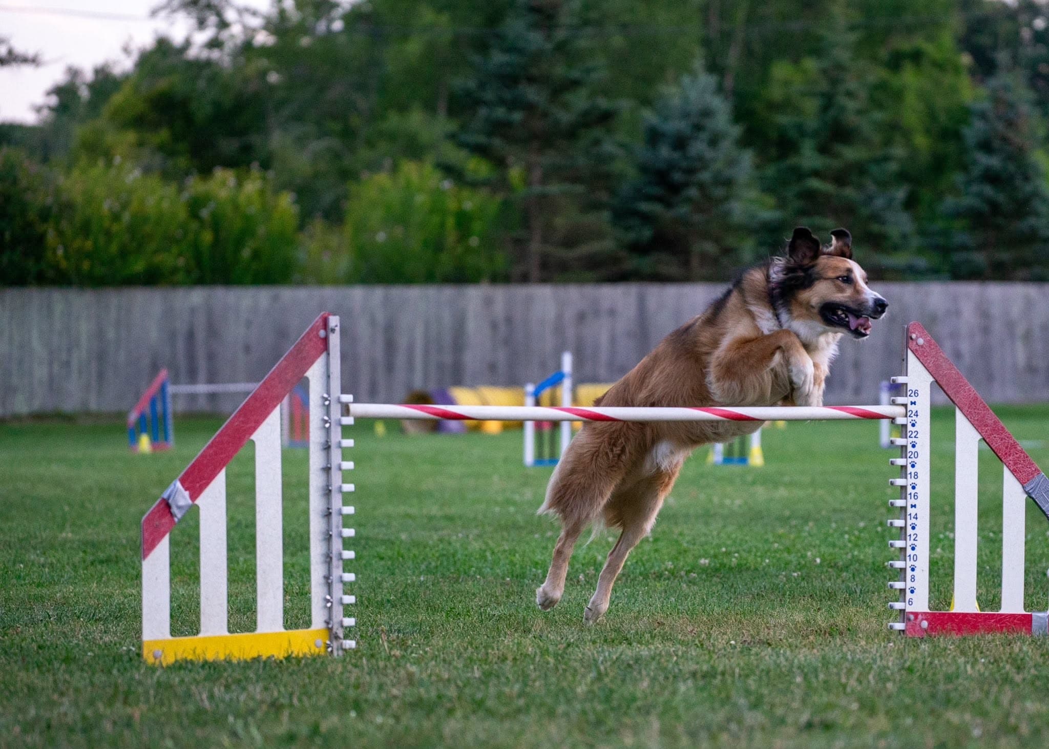 Brown and white dog clearing an agility hurdle on an outdoor grass field