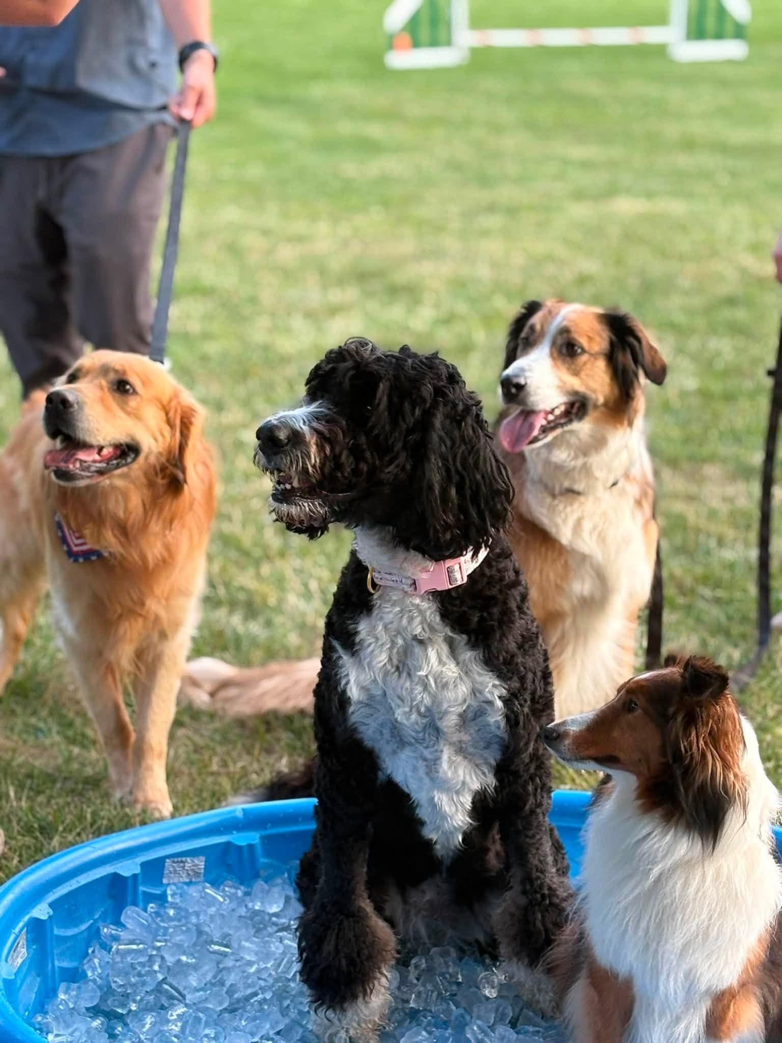 Four dogs relaxing together after an outdoor agility session