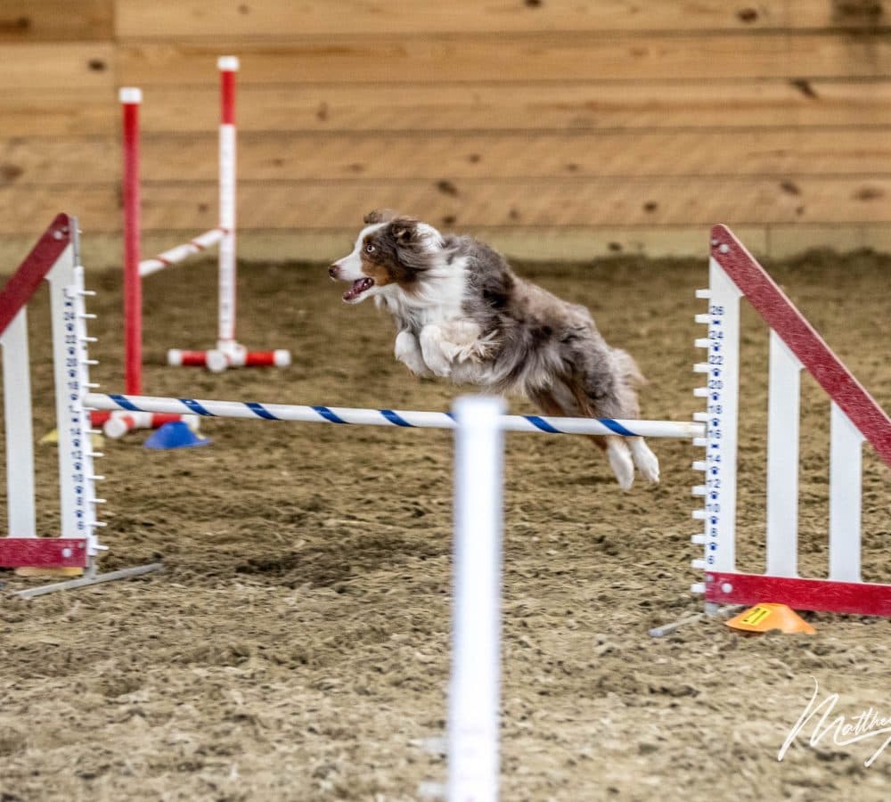 Dog jumping an agility hurdle