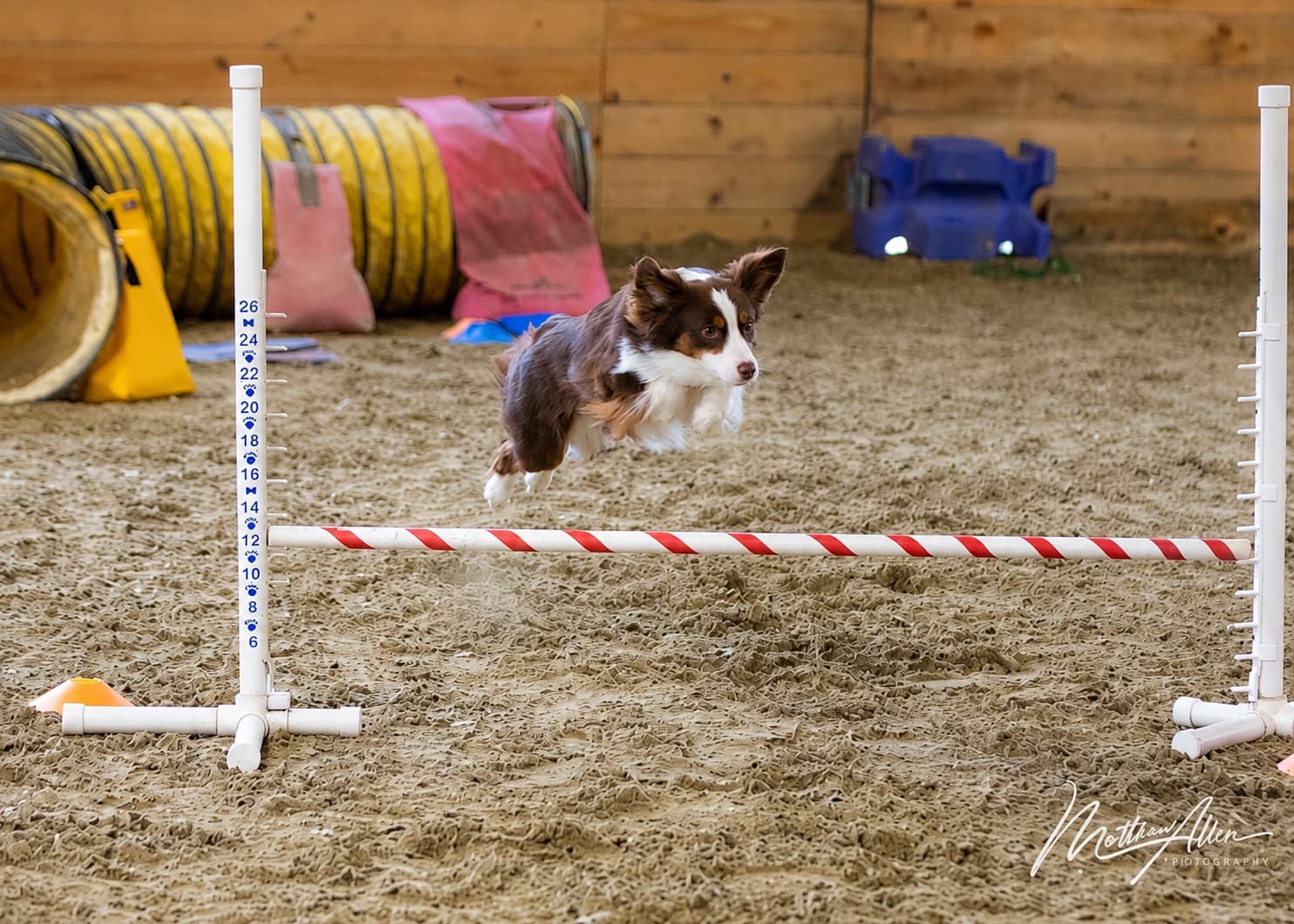 Dog clearing a jump during an indoor agility class