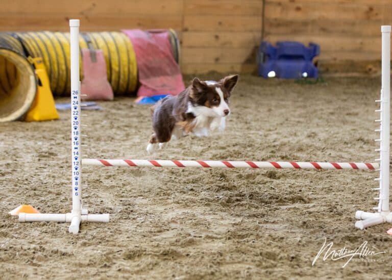 A dog jumping an outdoor agility hurdle