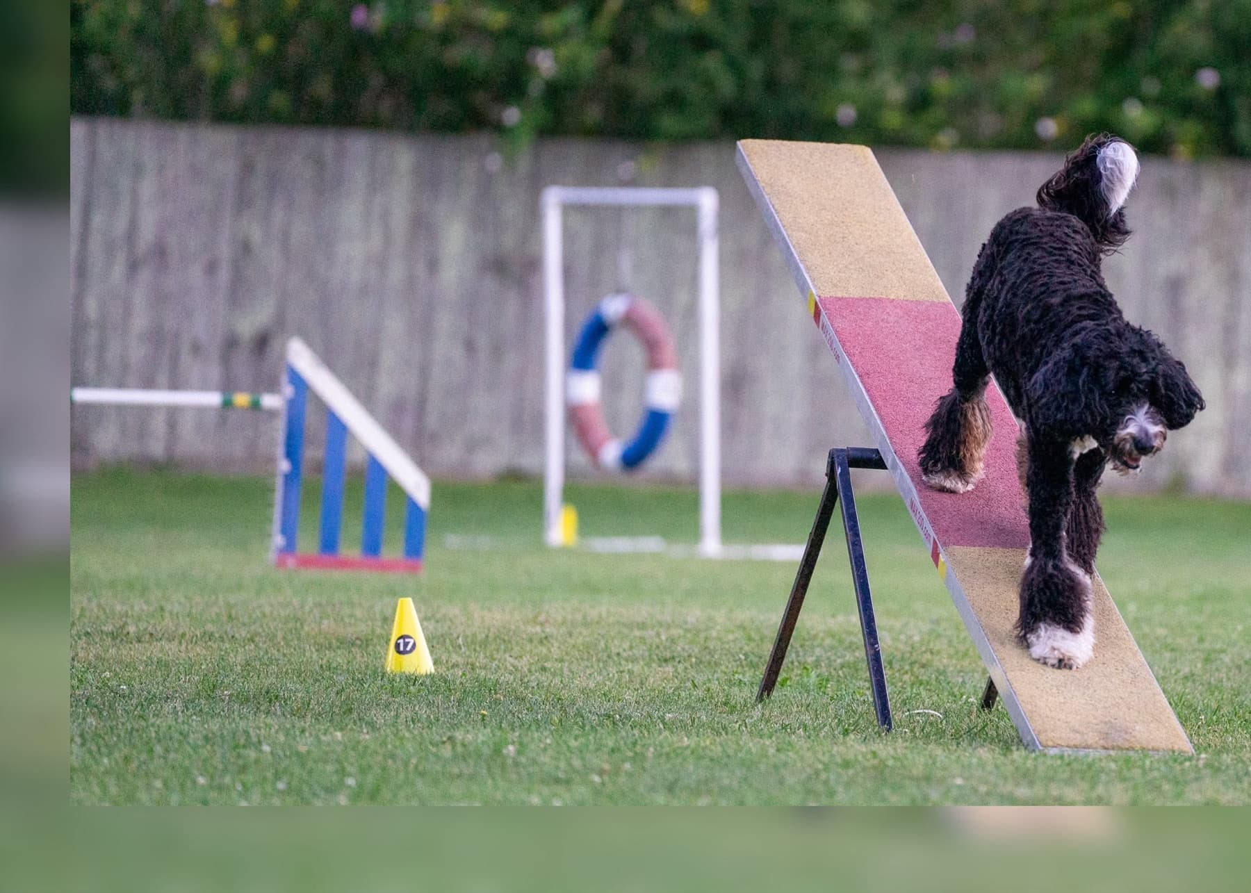 Black and white dog carefully walking down an agility teeter outdoors