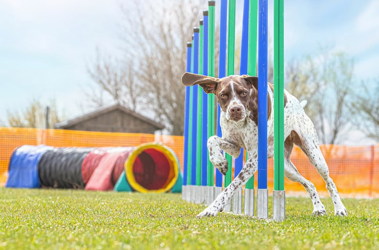 Dog learning to move through agility weave poles with a handler nearby
