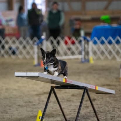 Small dog balancing on an agility teeter during an indoor class