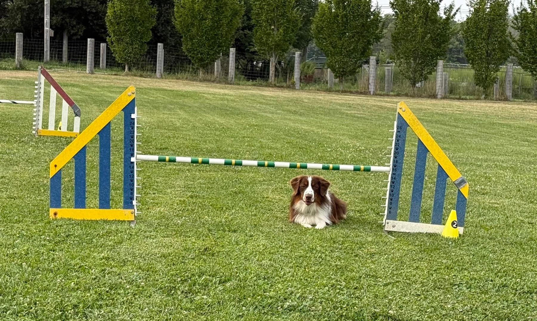 Brown and white dog relaxing beneath an agility jump in an outdoor training field