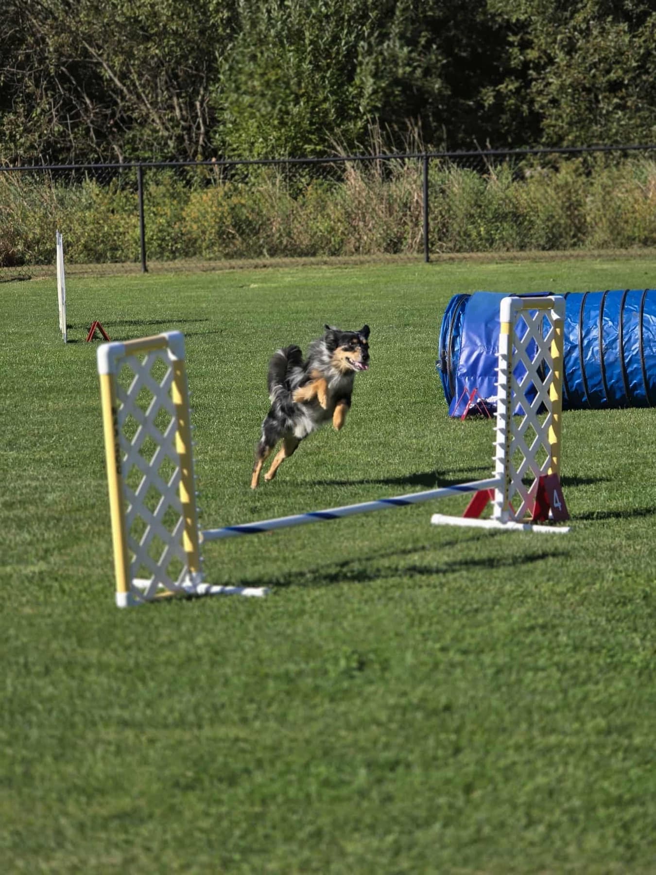 Black and tan dog running toward an agility jump beside a blue tunnel