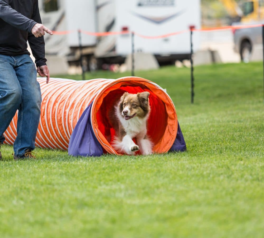 Dog running through an agility tunnel