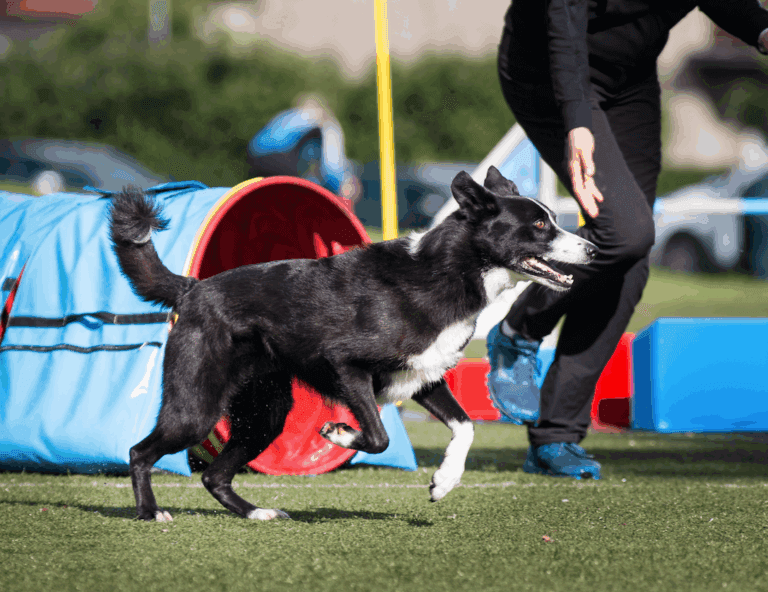 A black and white dog running out of a red agility tunnel beside its handler