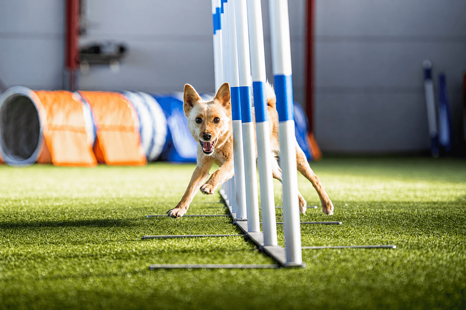 Dog moving quickly through a row of outdoor agility weave poles