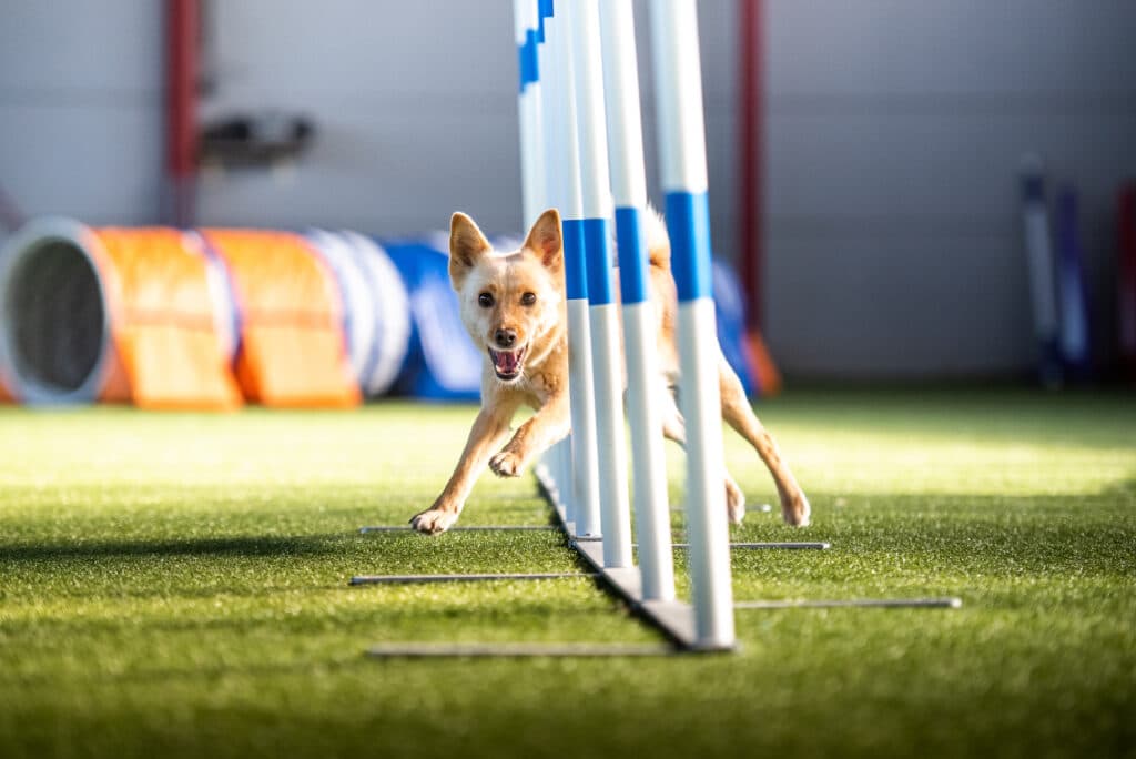 A dog practicing outdoor agility weave poles