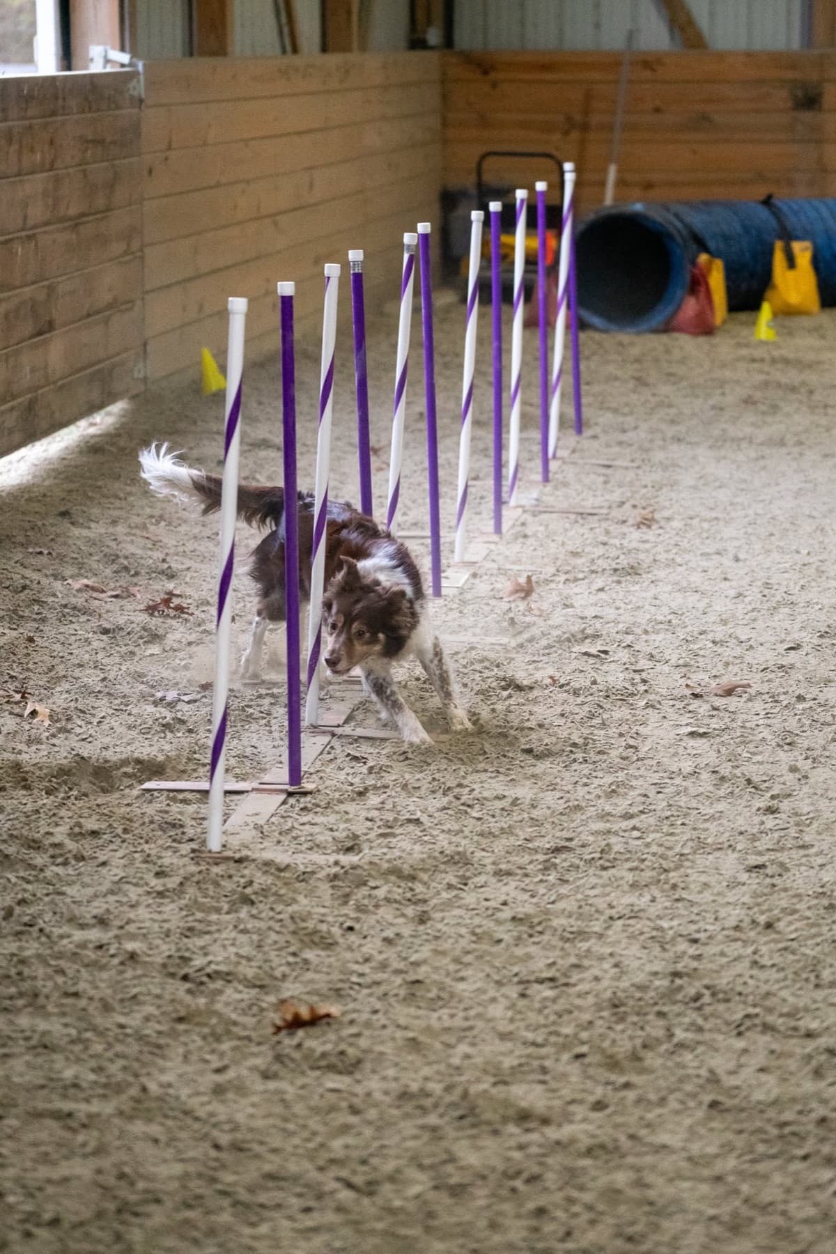 Dog practicing purple and white weave poles during an indoor agility class