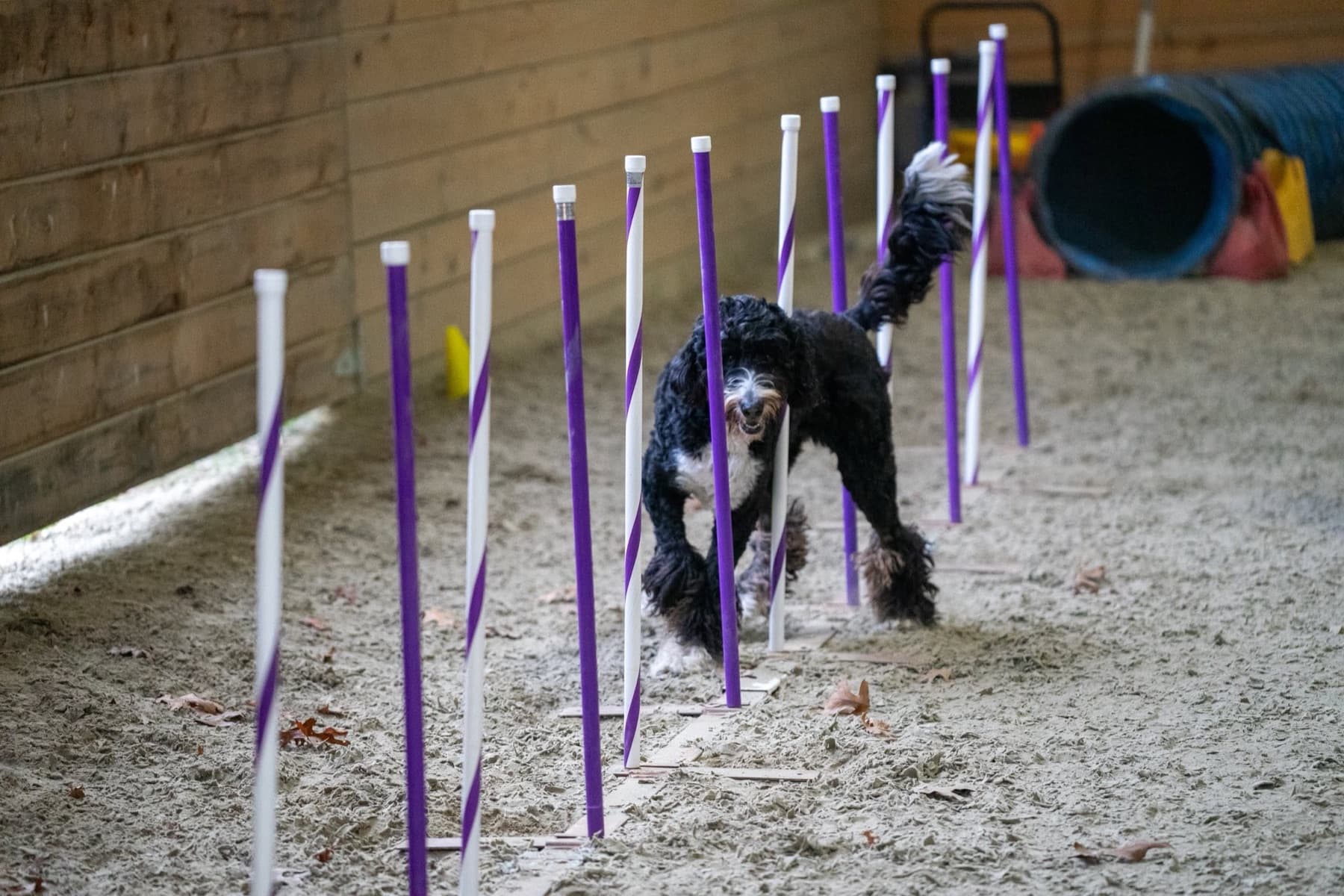 Black and white dog moving through purple and white weave poles indoors