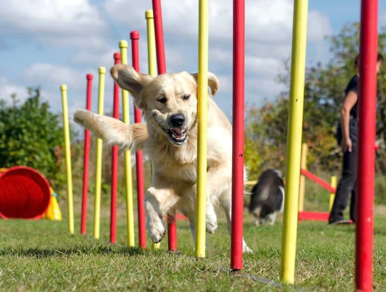A Golden Retriever moving through outdoor agility weave poles