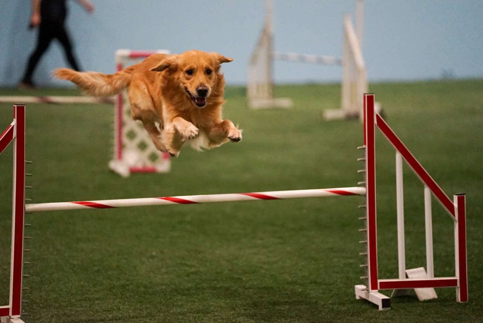 Golden Retriever soaring over an agility jump on indoor turf