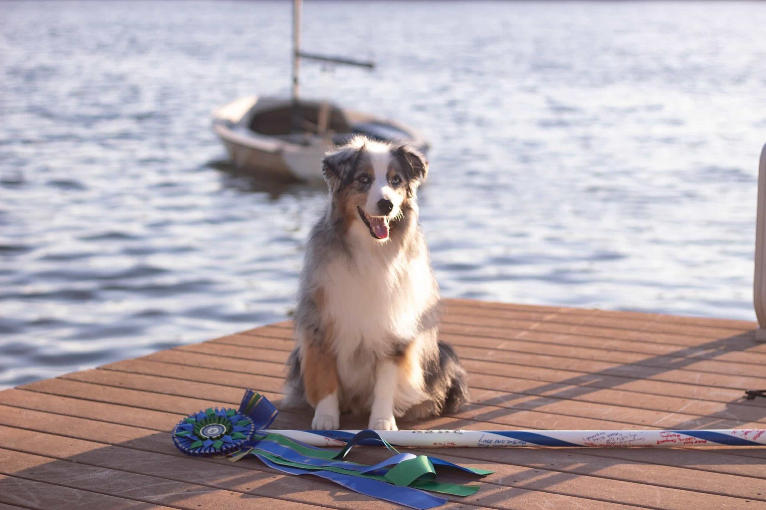 Mini Australian Shepherd standing beside the water on the South Coast