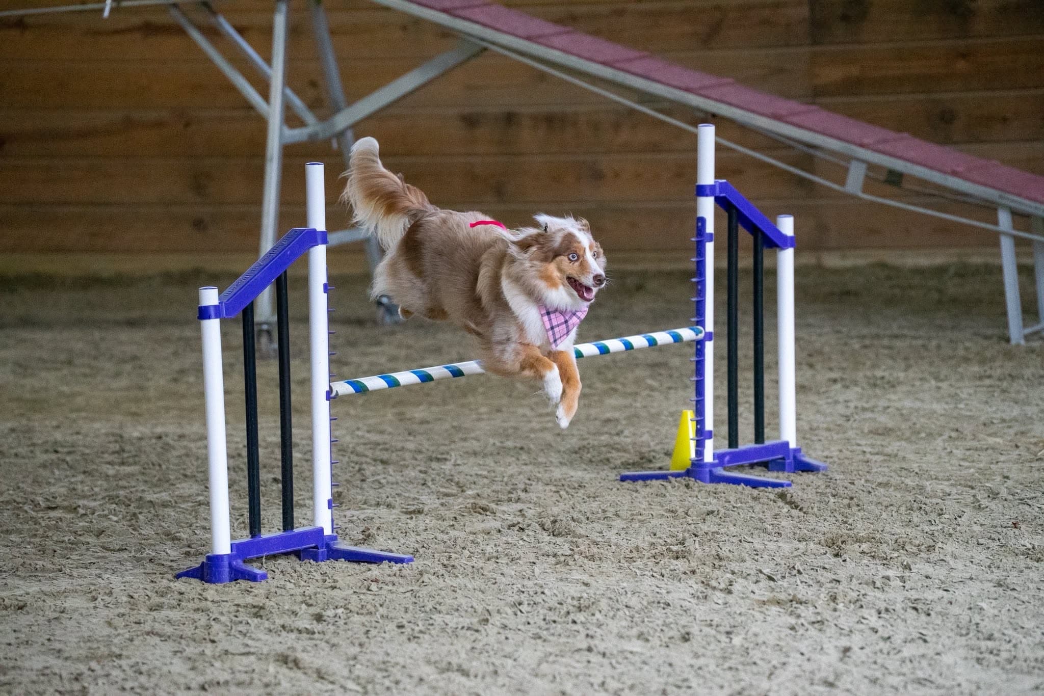 Mini Australian Shepherd clearing a jump inside the Rochester arena