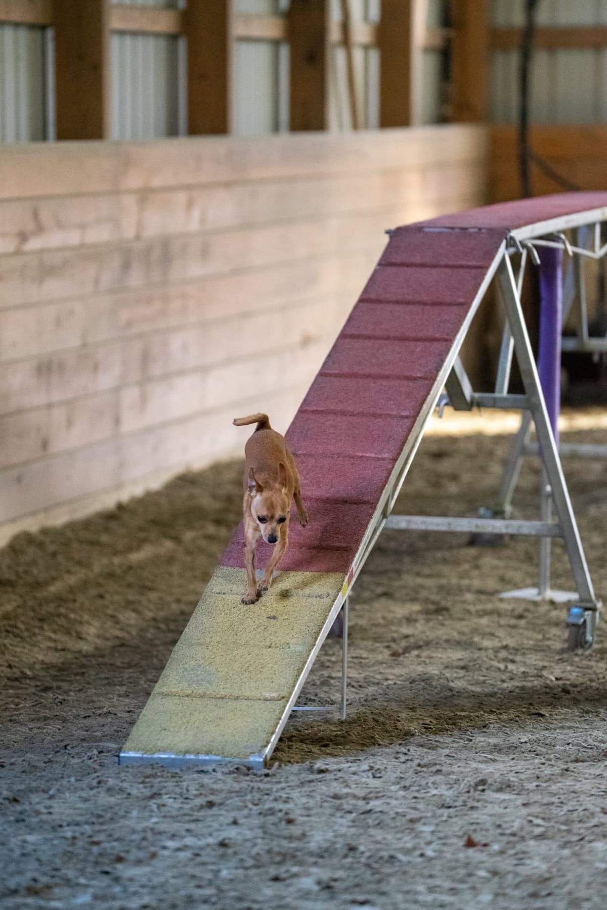Small tan dog walking down the contact zone of an indoor agility A-frame