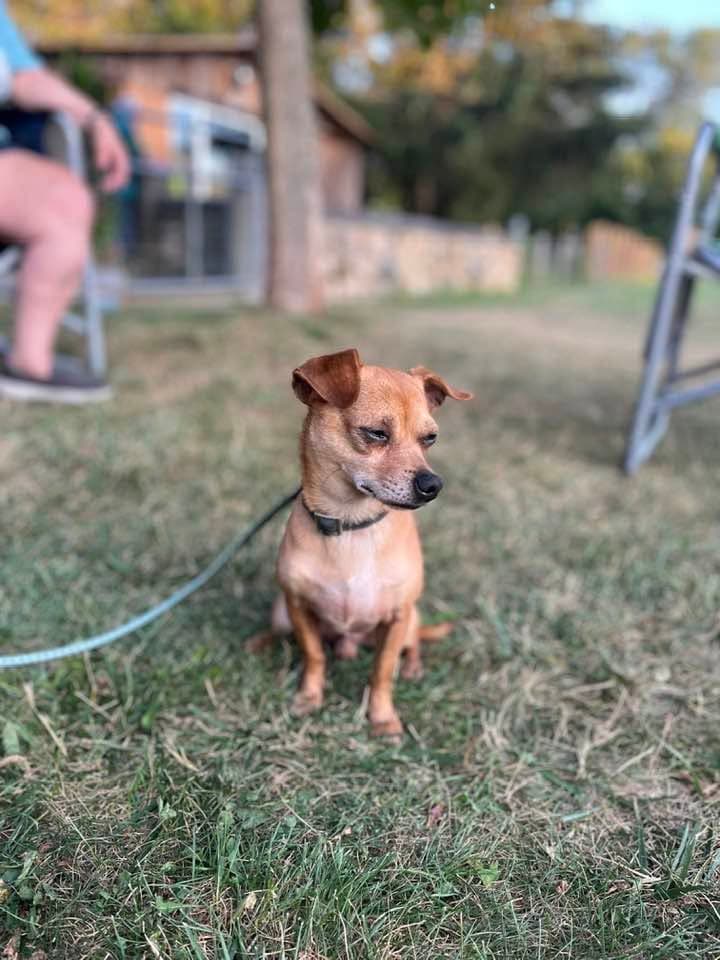 Small tan dog resting between exercises on an outdoor agility field in Acushnet