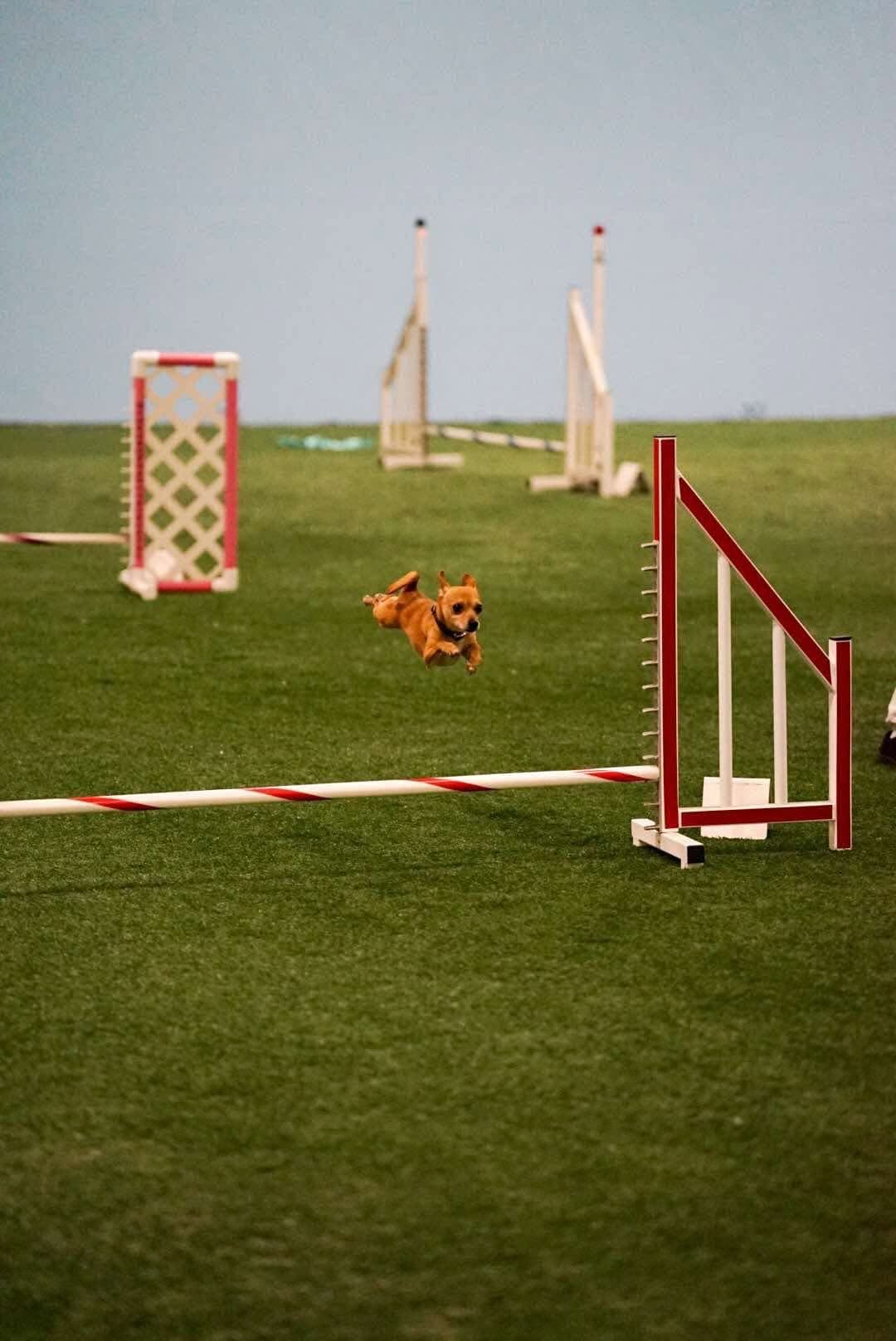 Small dog running toward an agility jump inside a training arena