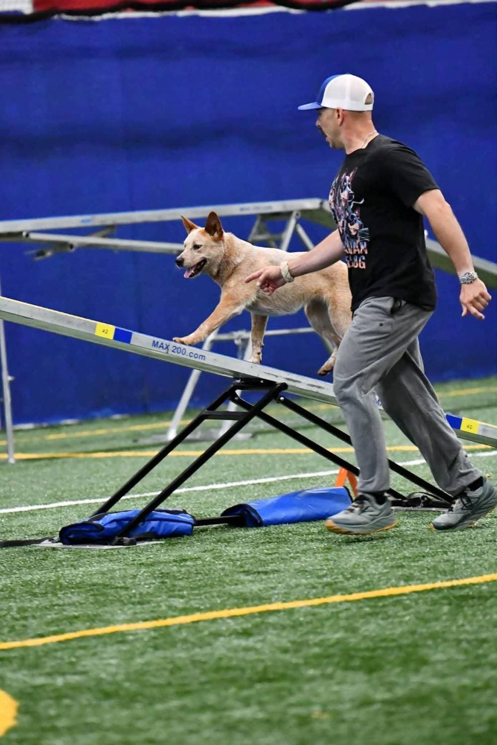 Spring, a red Australian Cattle Dog, crossing the teeter at an indoor agility trial with Trevor running beside her