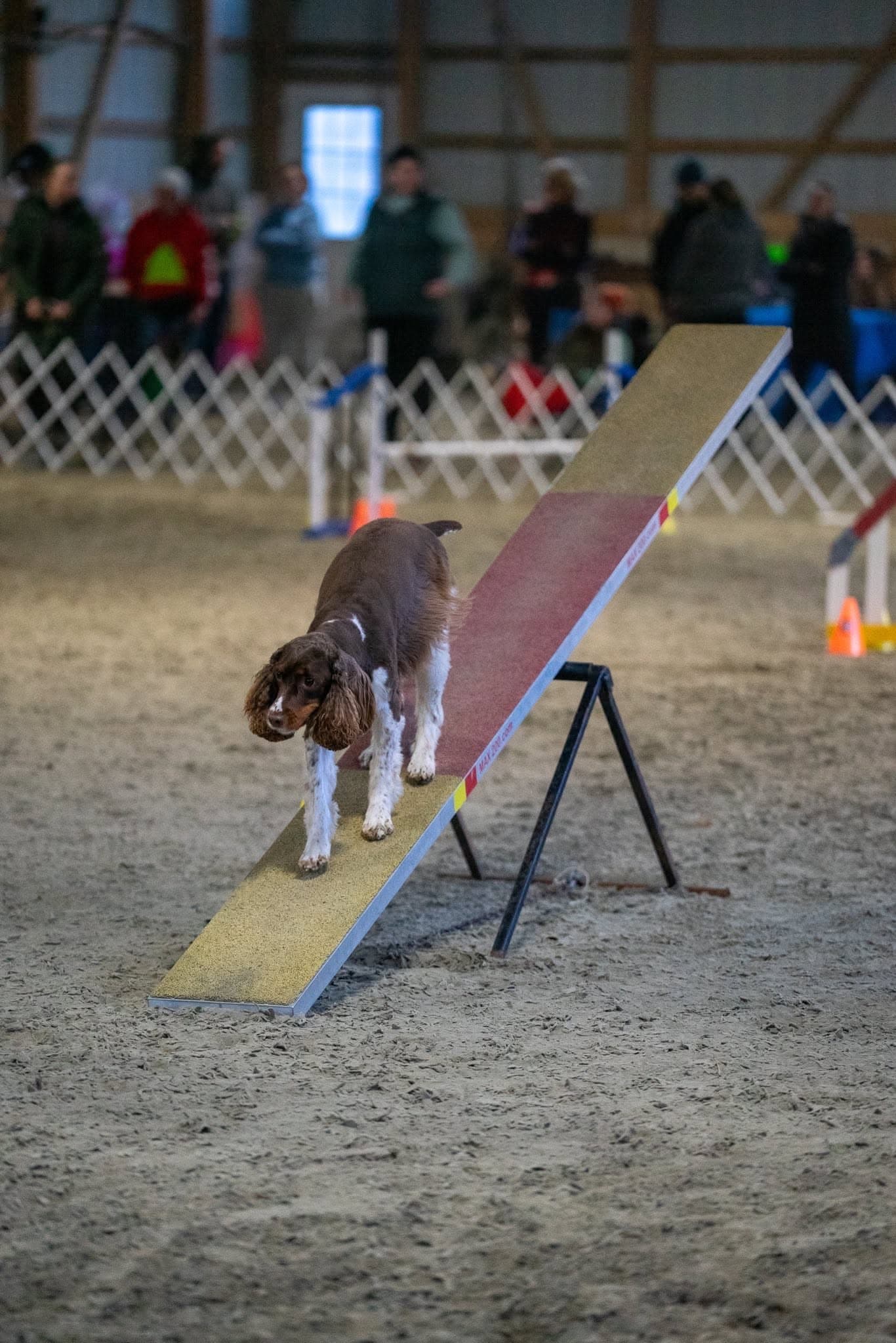 English Springer Spaniel learning to cross an indoor agility teeter