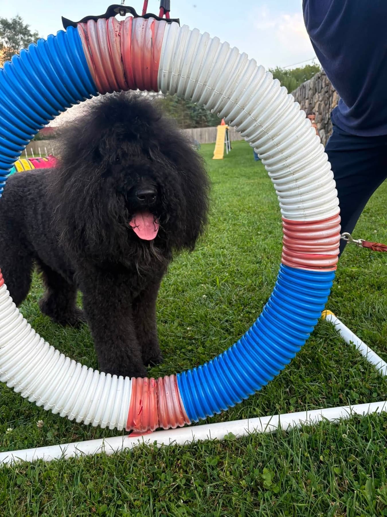 Black Standard Poodle standing inside a red, white, and blue agility tire