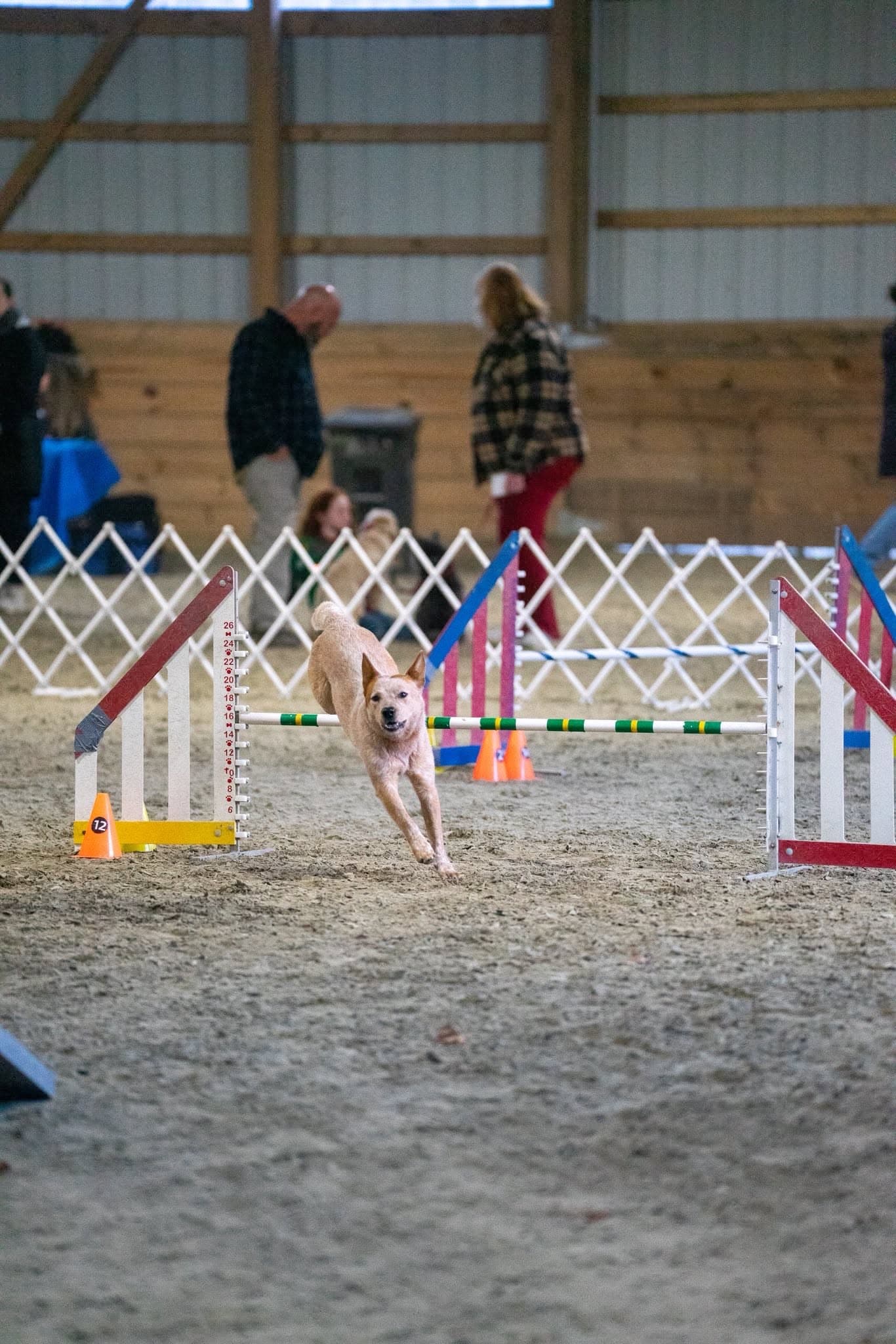 Tan dog landing after an agility jump inside a horse arena